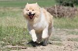 CHIEN FINNOIS DE LAPONIE 487